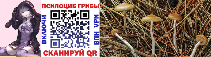 что такое Черняховск Галлюциногенные грибы Psilocybine cubensis