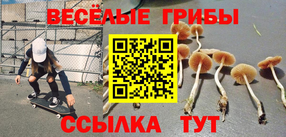 Псилоцибиновые грибы Psilocybe Черняховск